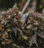 Black Diamond