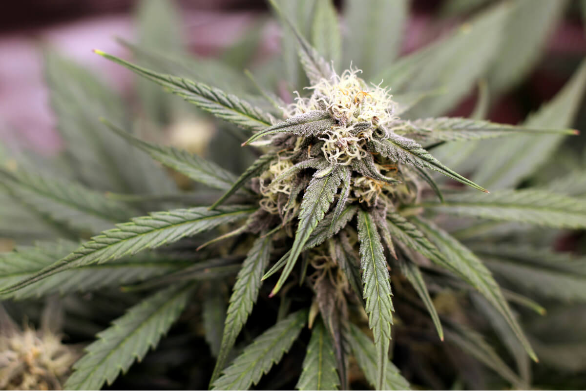 Black Diamond - A Grower’s Delight