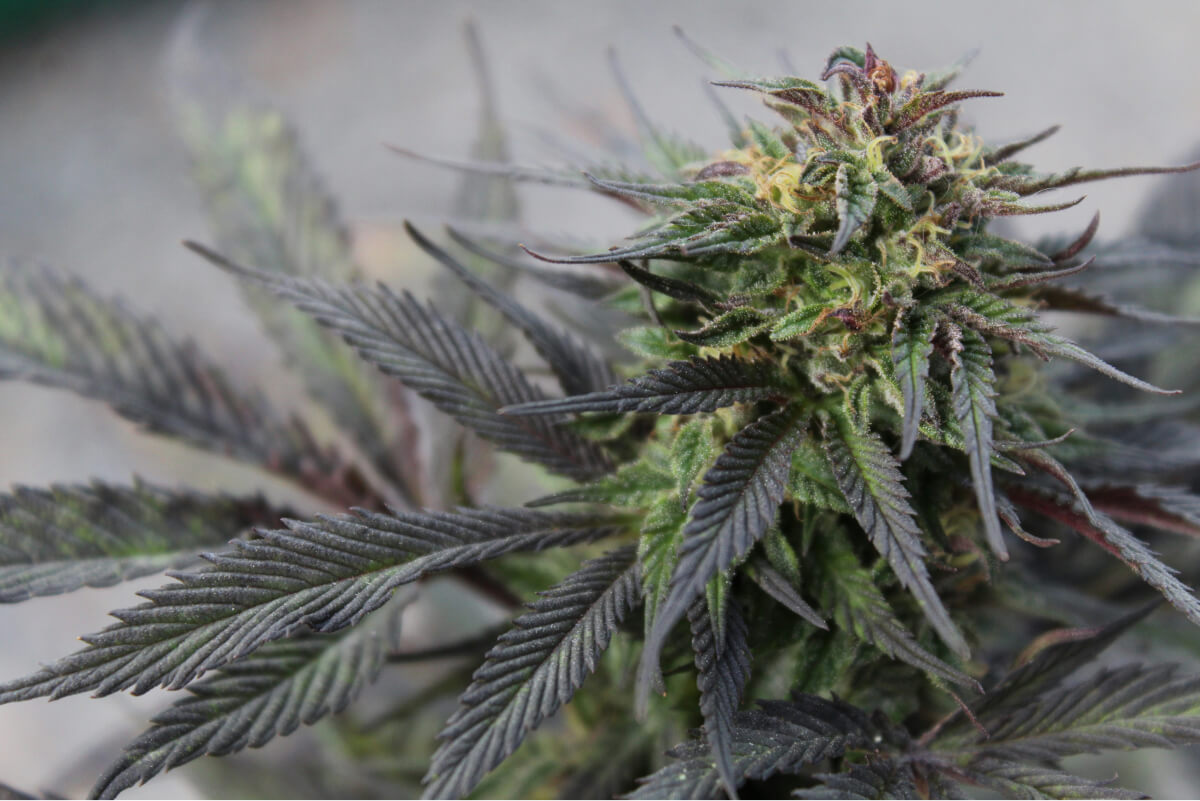 Black Diamond - Exotic Origins