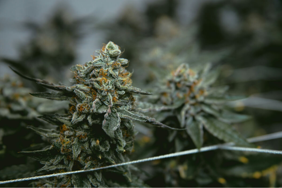 Black Diamond - Potential Benefits