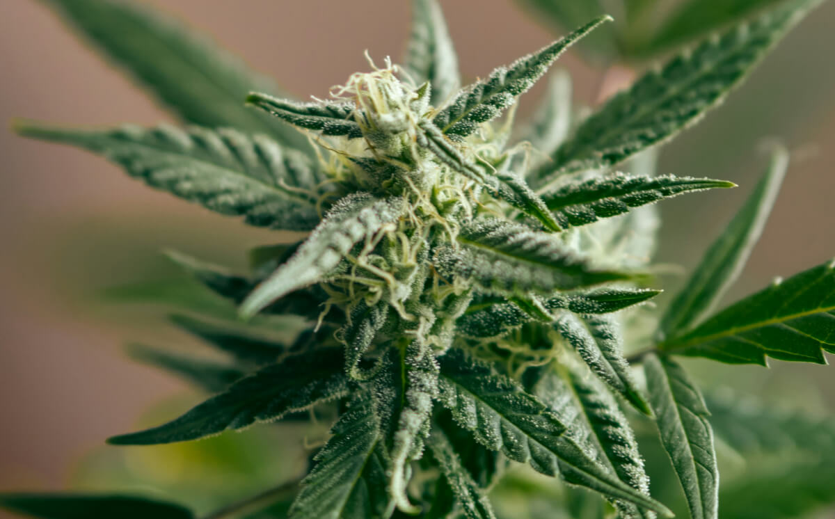 Mystic Blue - Cultivation Notes