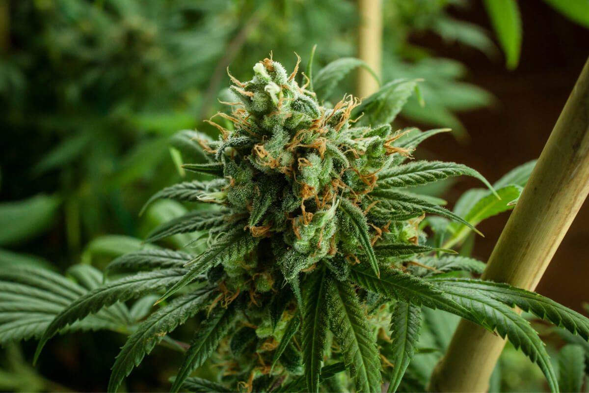 Mystic Blue - Exotic Origins
