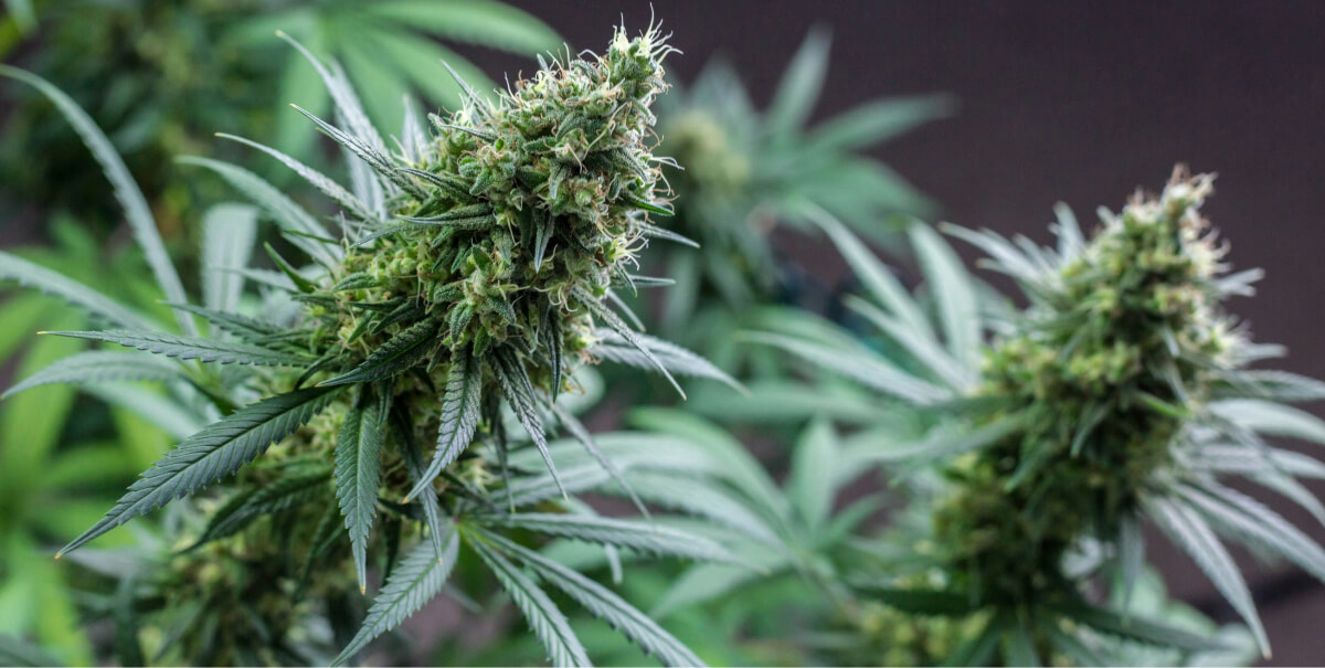 Mystic Blue - Potential Benefits
